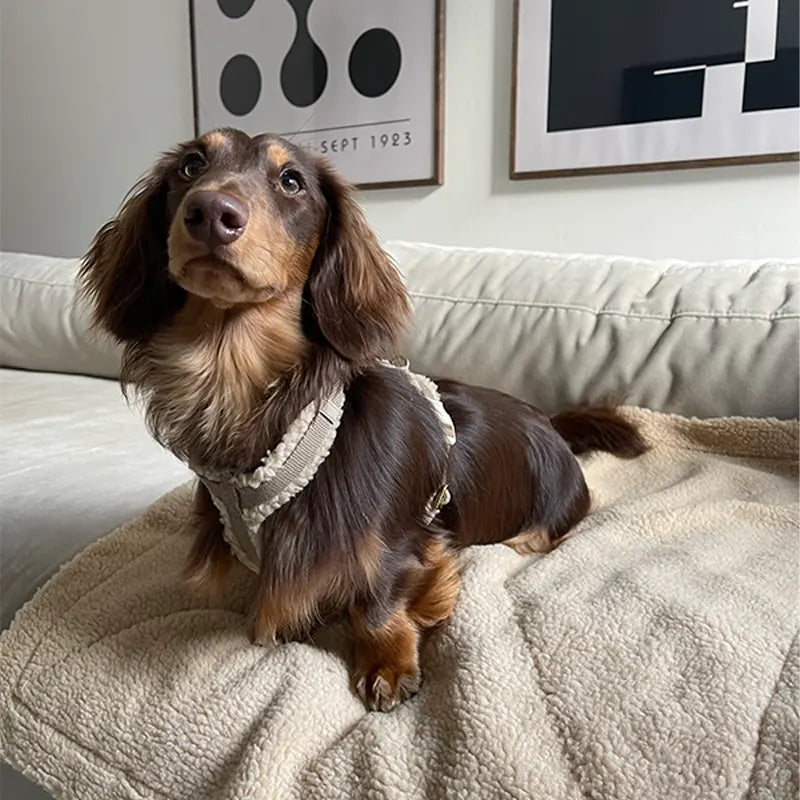 Adjustable Luxury Teddy Velvet Dog Harness