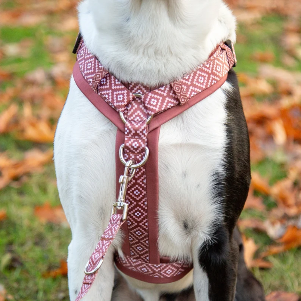 Dog Harness with Matching Leash and Collar