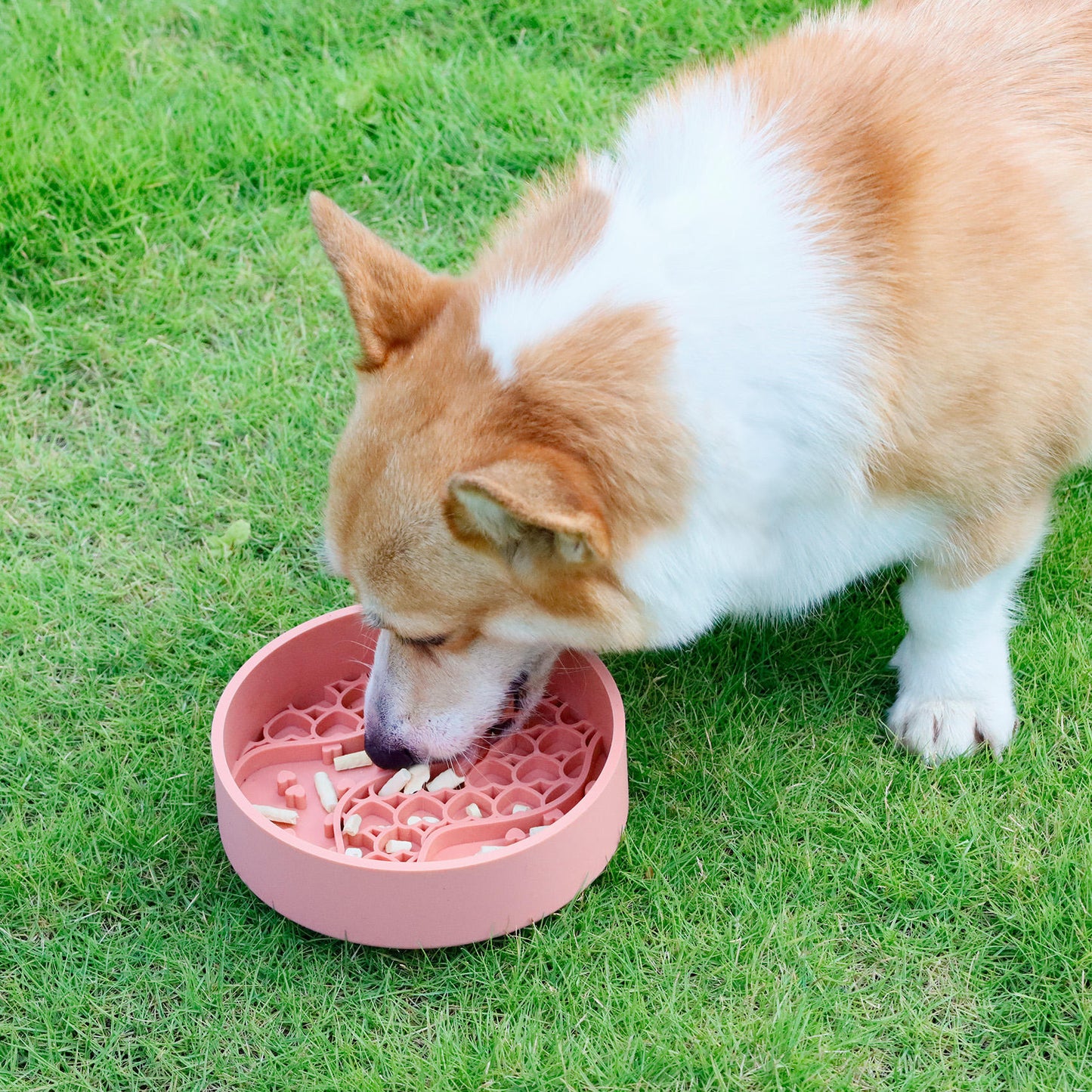 Slow Feeder Dog Bowl